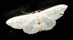 Scopula desita