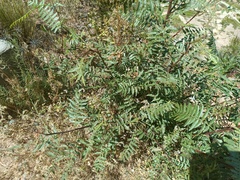 Schinus areira