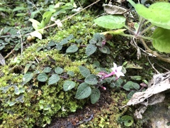 Ophiorrhiza mitchelloides