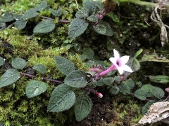 Ophiorrhiza mitchelloides