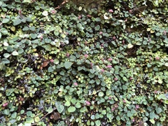 Ophiorrhiza mitchelloides