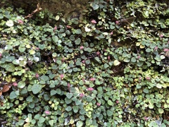 Ophiorrhiza mitchelloides