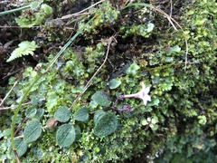 Ophiorrhiza mitchelloides