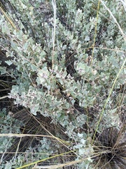 Atriplex rusbyi