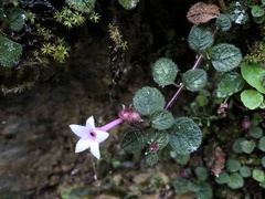 Ophiorrhiza mitchelloides