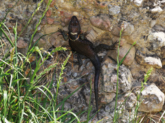 Sceloporus aureolus