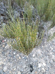 Ephedra americana
