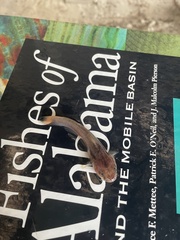 Noturus leptacanthus