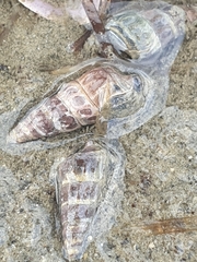 Zeacumantus lutulentus