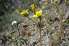 Mentzelia montana