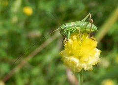 Ephippiger perforatus