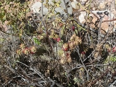 Austrocylindropuntia shaferi