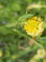 Ephippiger perforatus