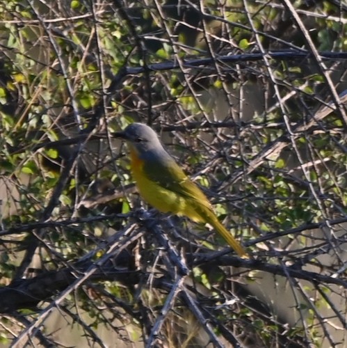 Bubú Azufrado (Chlorophoneus sulfureopectus)