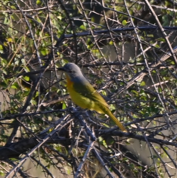 Sulphur-breasted Bushshrike illustration