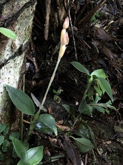 Eucosia longirostrata