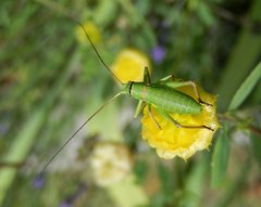 Ephippiger perforatus