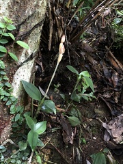 Eucosia longirostrata