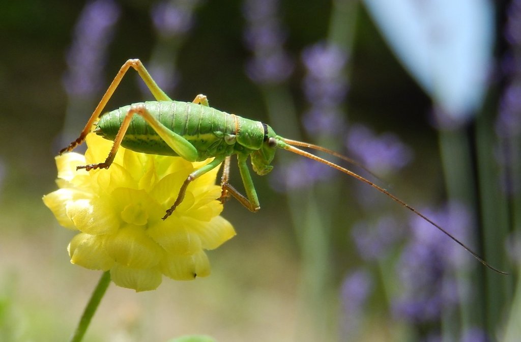 Apennine Saddle Bush-cricket