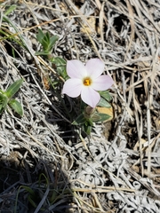 Phlox alyssifolia