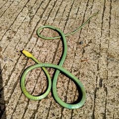 Dendrelaphis marenae