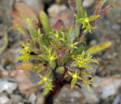 Chorizanthe watsonii