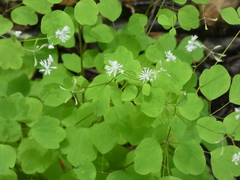 Thalictrum clavatum