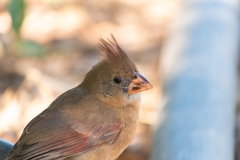 Cardinalis cardinalis mariae
