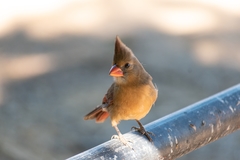 Cardinalis cardinalis mariae