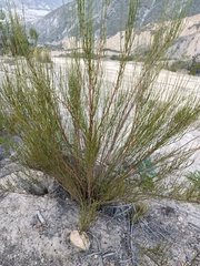 Ephedra americana