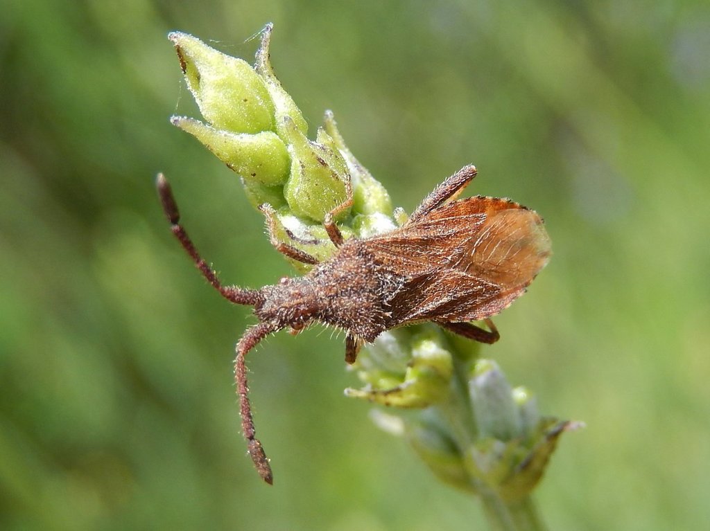 Coriomeris