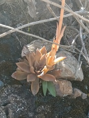 Echeveria buchtienii