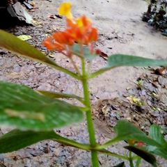 Chrysothemis pulchella