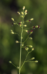Dichanthelium leibergii