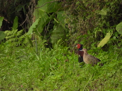Phasianus colchicus formosanus