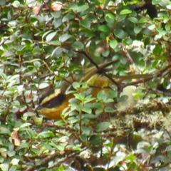 Microspingus trifasciatus