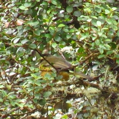 Microspingus trifasciatus