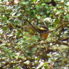 Microspingus trifasciatus