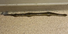 Australopacifica regina