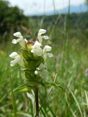 Prunella laciniata