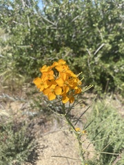 Erysimum capitatum capitatum