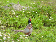 Phasianus colchicus formosanus