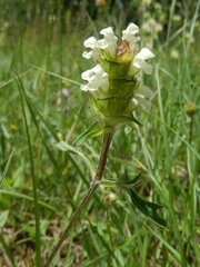 Prunella laciniata