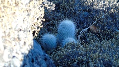 Mammillaria dixanthocentron