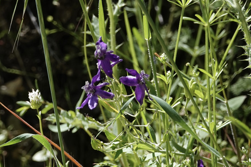 iNaturalist observation photo of Zigzag Larkspur