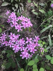 Phlox nivalis