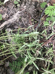 Phlox nivalis
