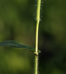 Dichanthelium leibergii