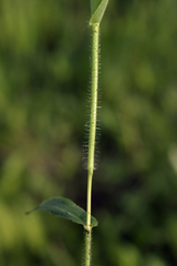Dichanthelium leibergii