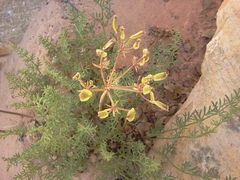 Lomatium parryi